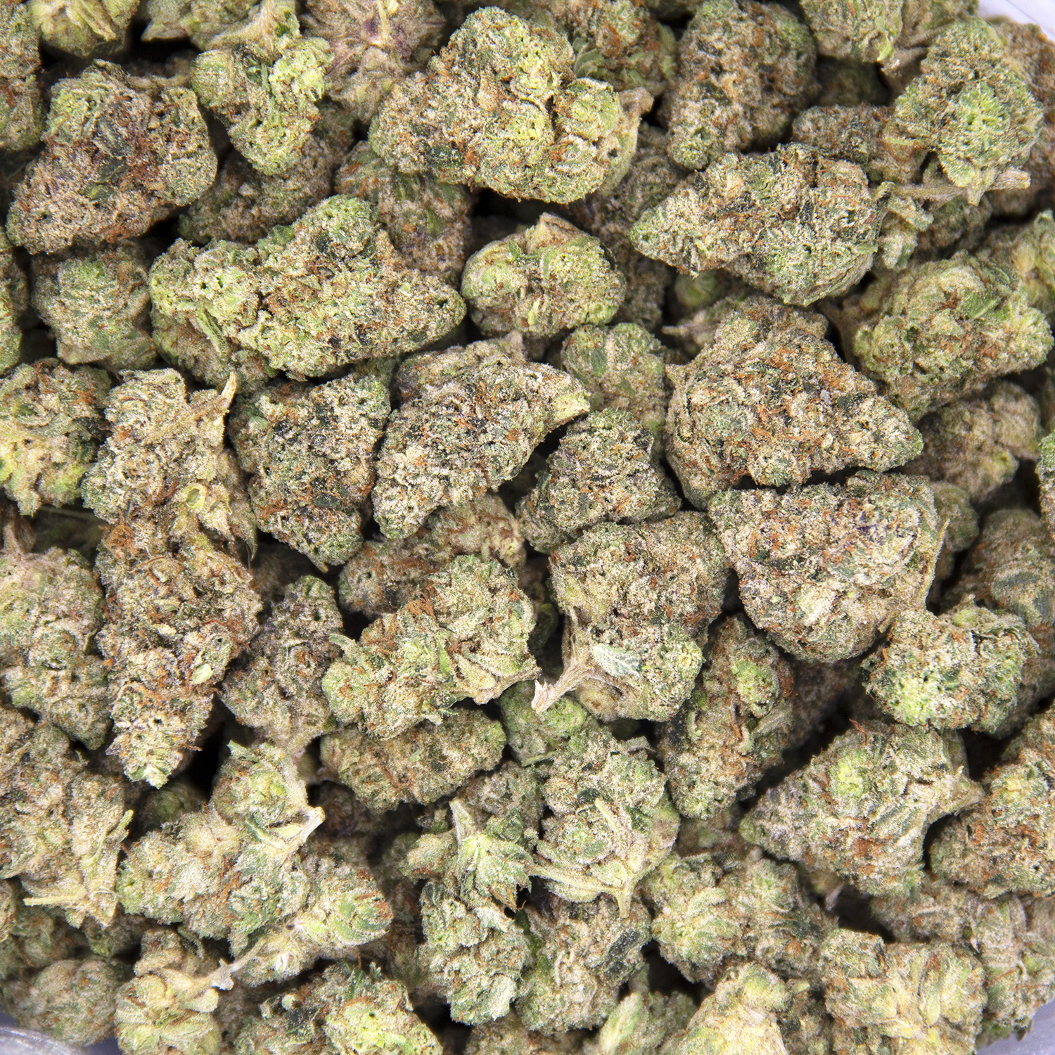 Lindsay OG (mediums) AAA - Image 2