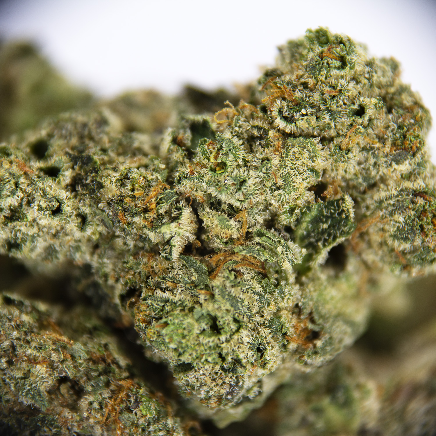 Lindsay OG (mediums) AAA - Image 3