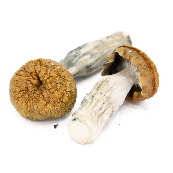 Melmac Penis Envy