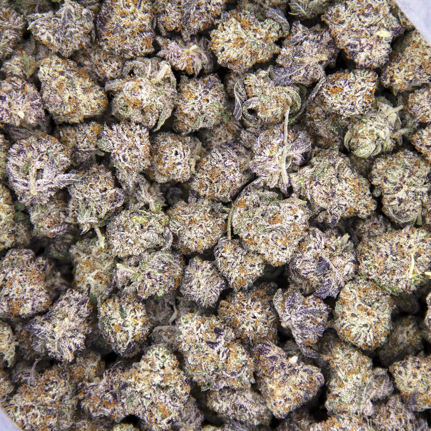 Mochi Gelato (smalls) AAA+ - Image 2