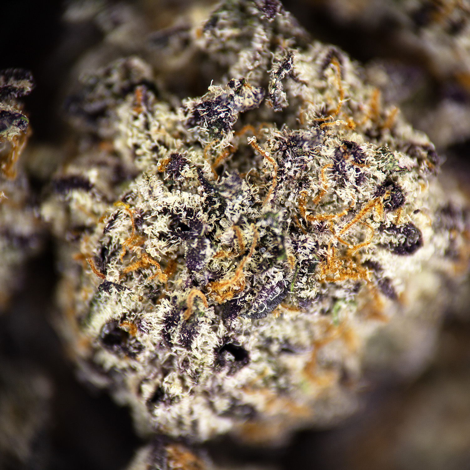 Mochi Gelato (smalls) AAA+ - Image 3