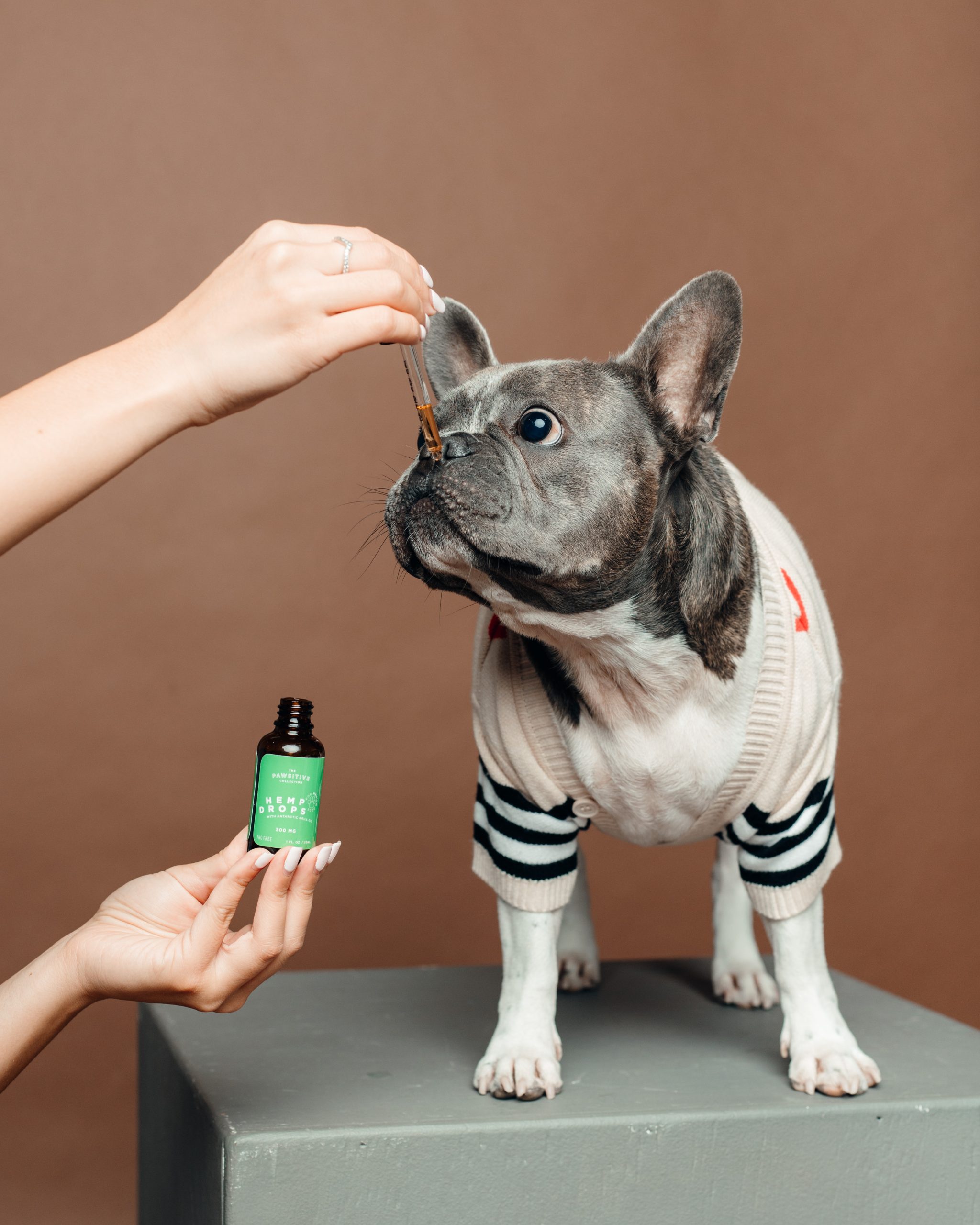 Pawsitive 300 with grey frenchie scaled 1 1.jpg