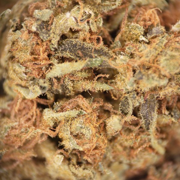 Alternative view of White Shark AA