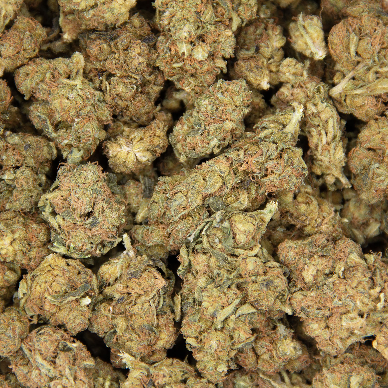 White Shark AA - Image 3