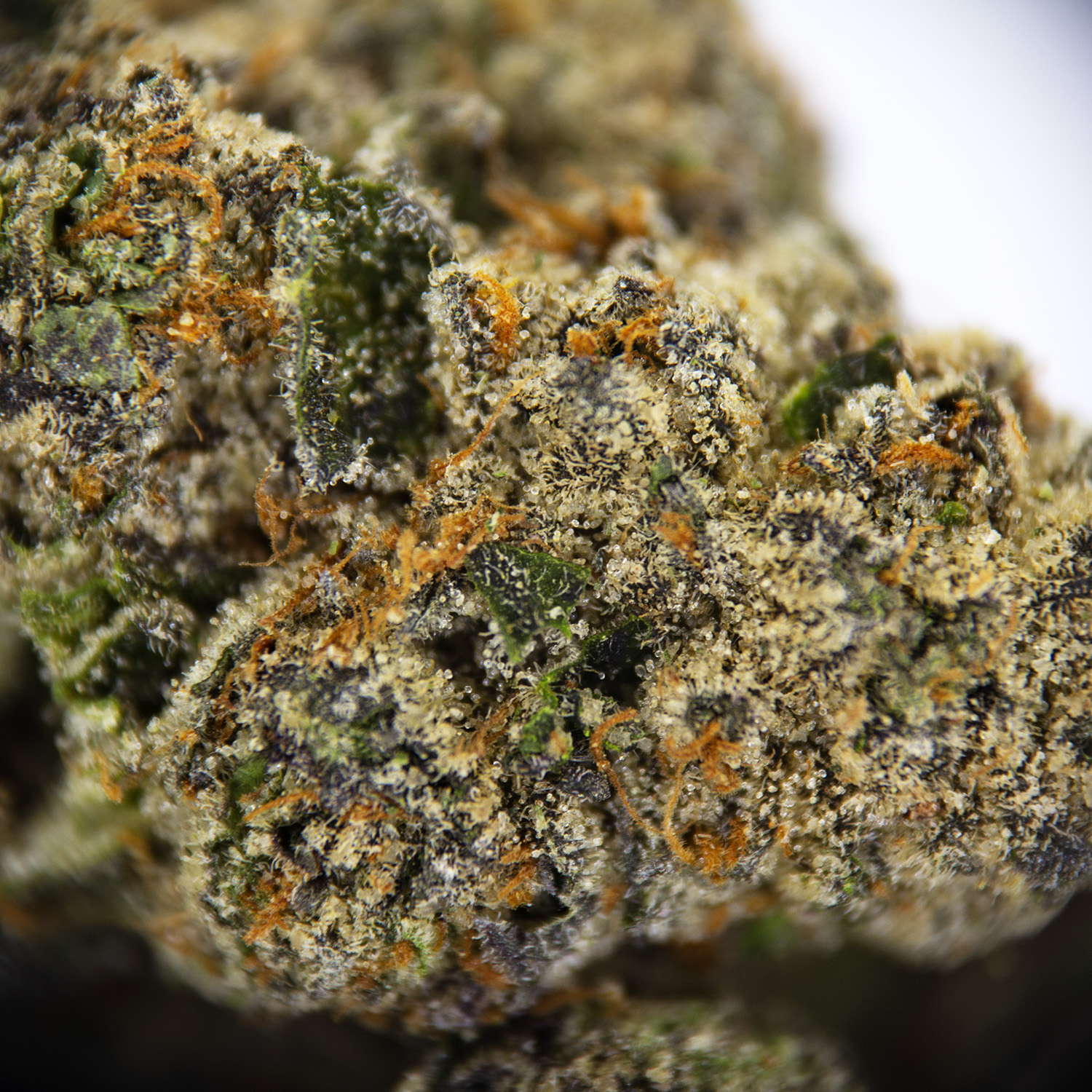 Grimace OG AAA - Image 3