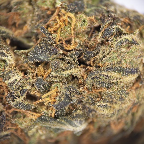 Alternative view of King's Kush (mediums) AA