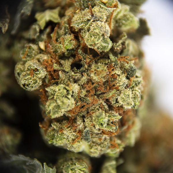 Alternative view of Cotton Candy AA