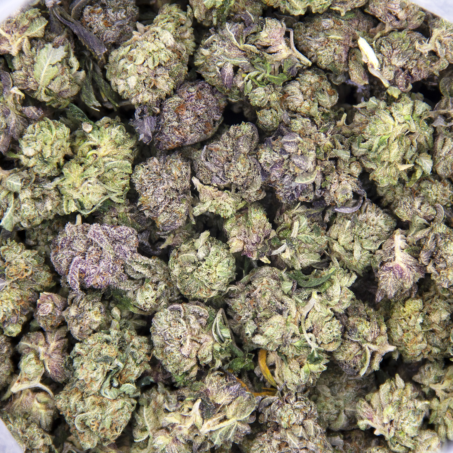 Gorilla Glue (smalls) AAA - Image 2