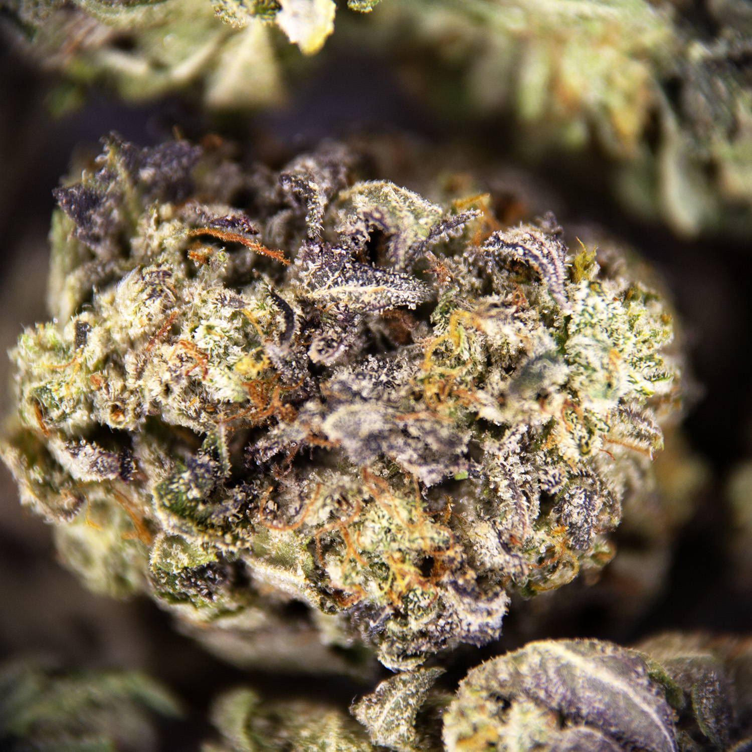 Gorilla Glue (smalls) AAA - Image 3
