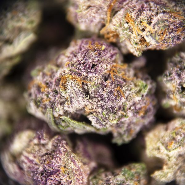 Alternative view of Cherry Haze (smalls) AAA