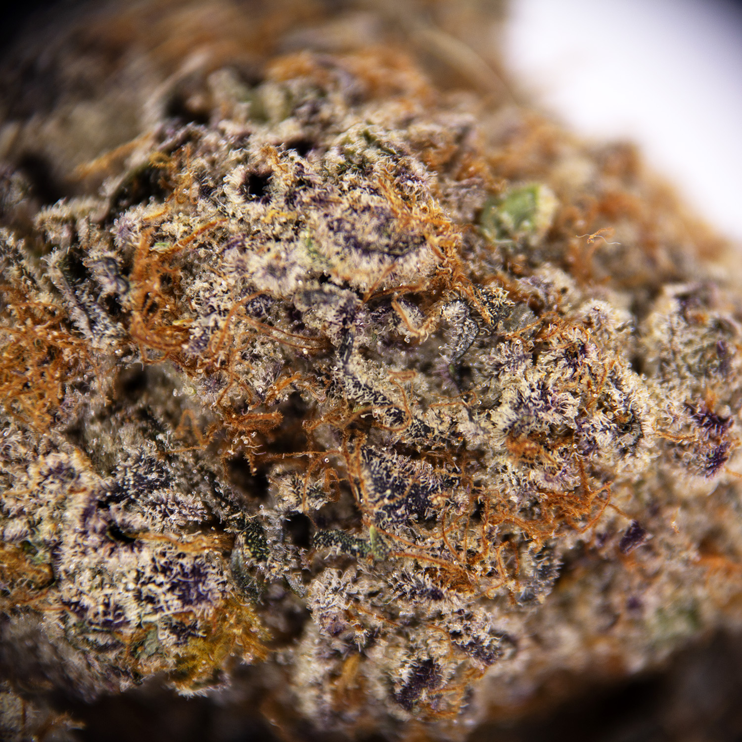 Grape Gushers AAAA - Image 2