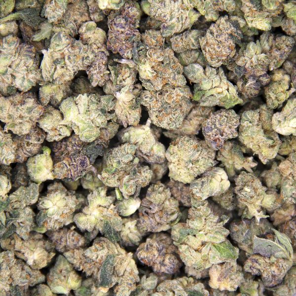 Alternative view of King Tut (smalls) AA+