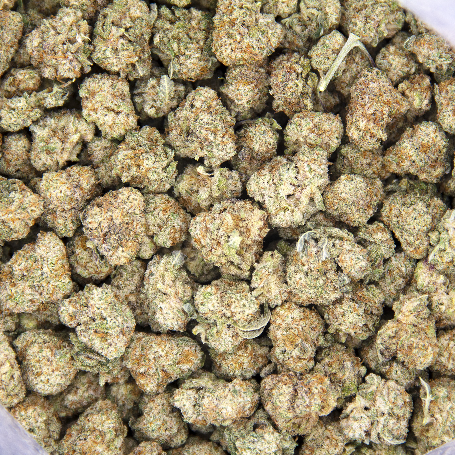London Poundcake (smalls) AAA - Image 2