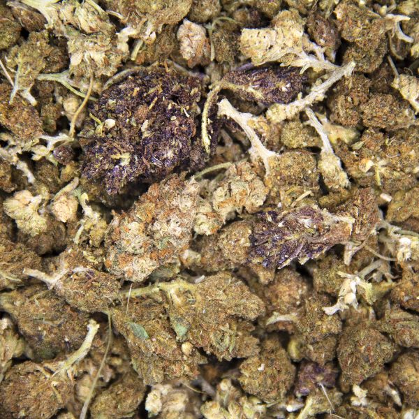 Alternative view of Old Indica (popcorn) A