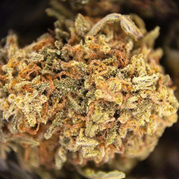 Alternative view of Alaskan Thunder Fuck (smalls) AA