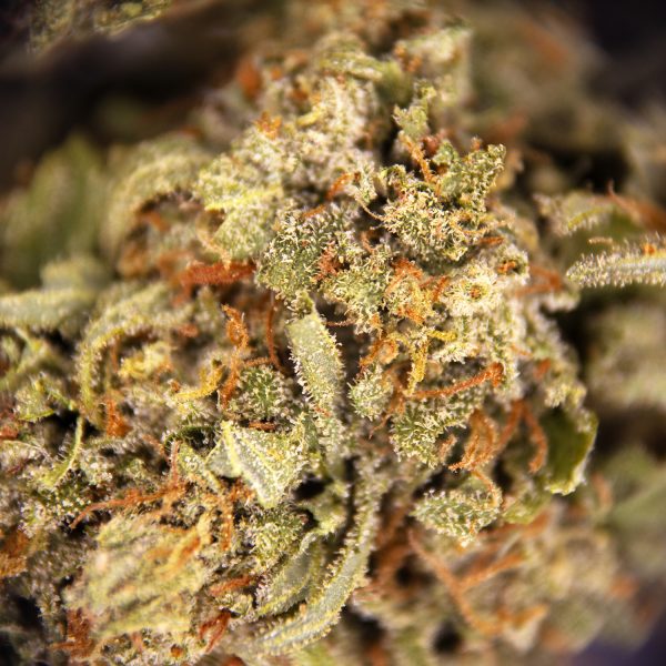 Alternative view of Durban Poison AA