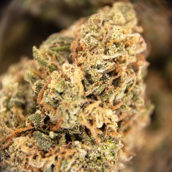 Alternative view of Super Sour Diesel (mediums) AA